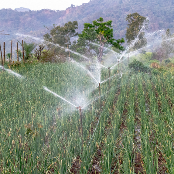 Overhead sprinklers on an onion farm installed by Cape Town  irrigation services team.