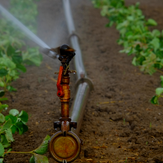 Low sprinklers installation in a cabbage field.