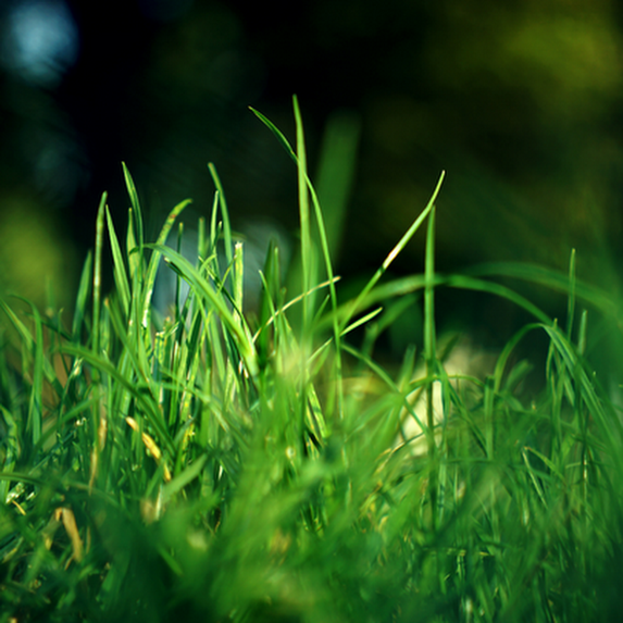 Lawn Grass Supplies Cape Town