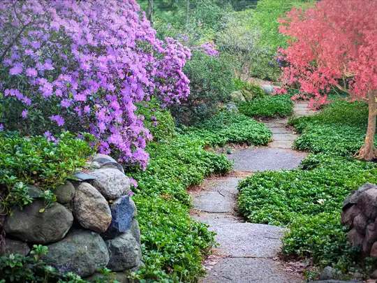 A thriving, well-maintained residential garden
