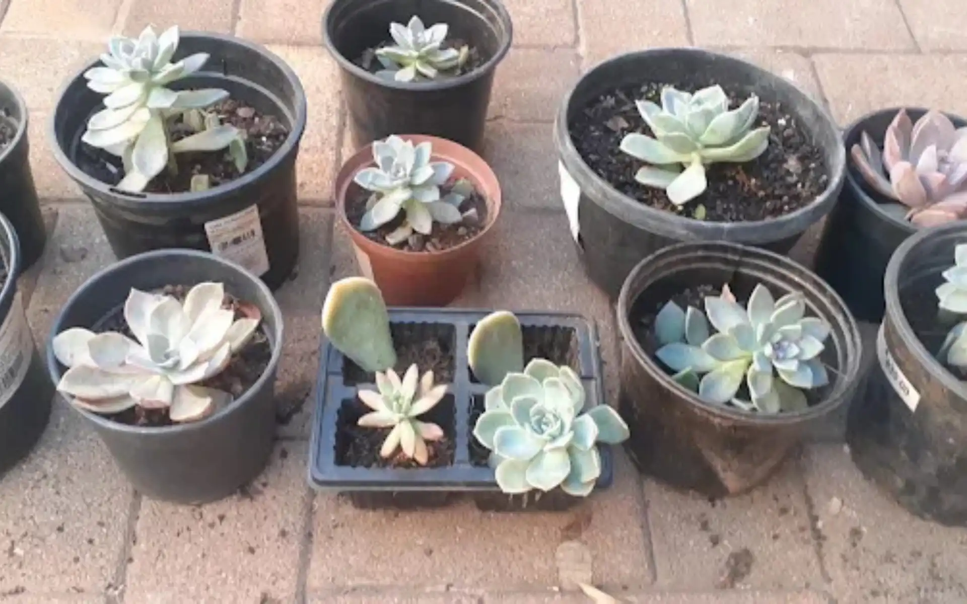 Garden planting project