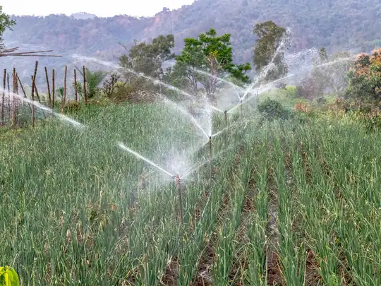 Sprinkler irrigation system watering a healthy lawn